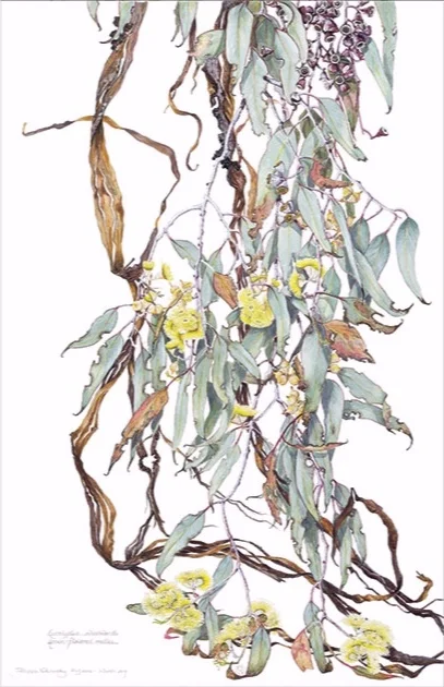 Eucalyptus woodwardii (detail), 2016 – 2017, watercolour, pencil and gouache on hot-pressed Arches paper, Philippa Nikulinsky artist