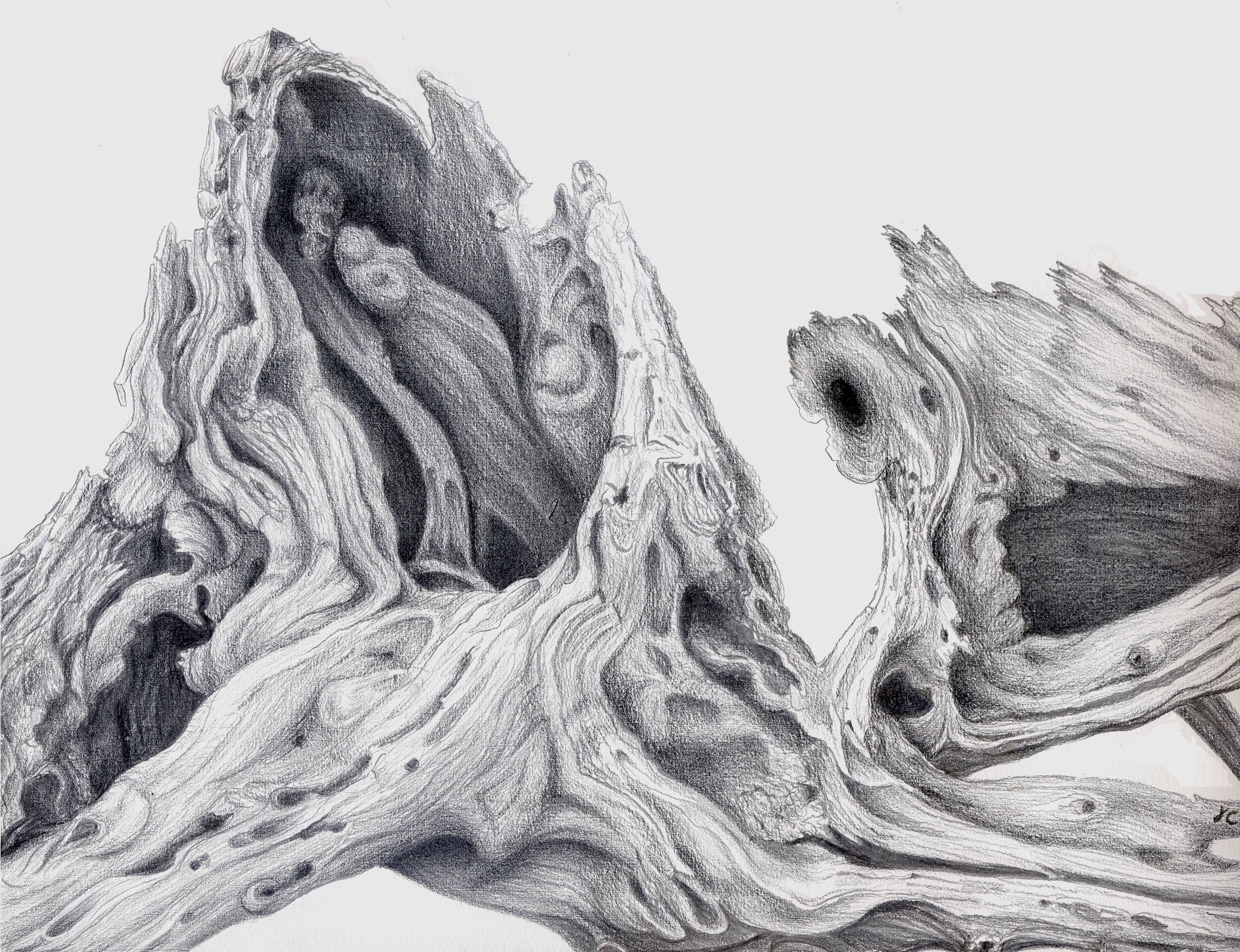 The Weathered Cedar