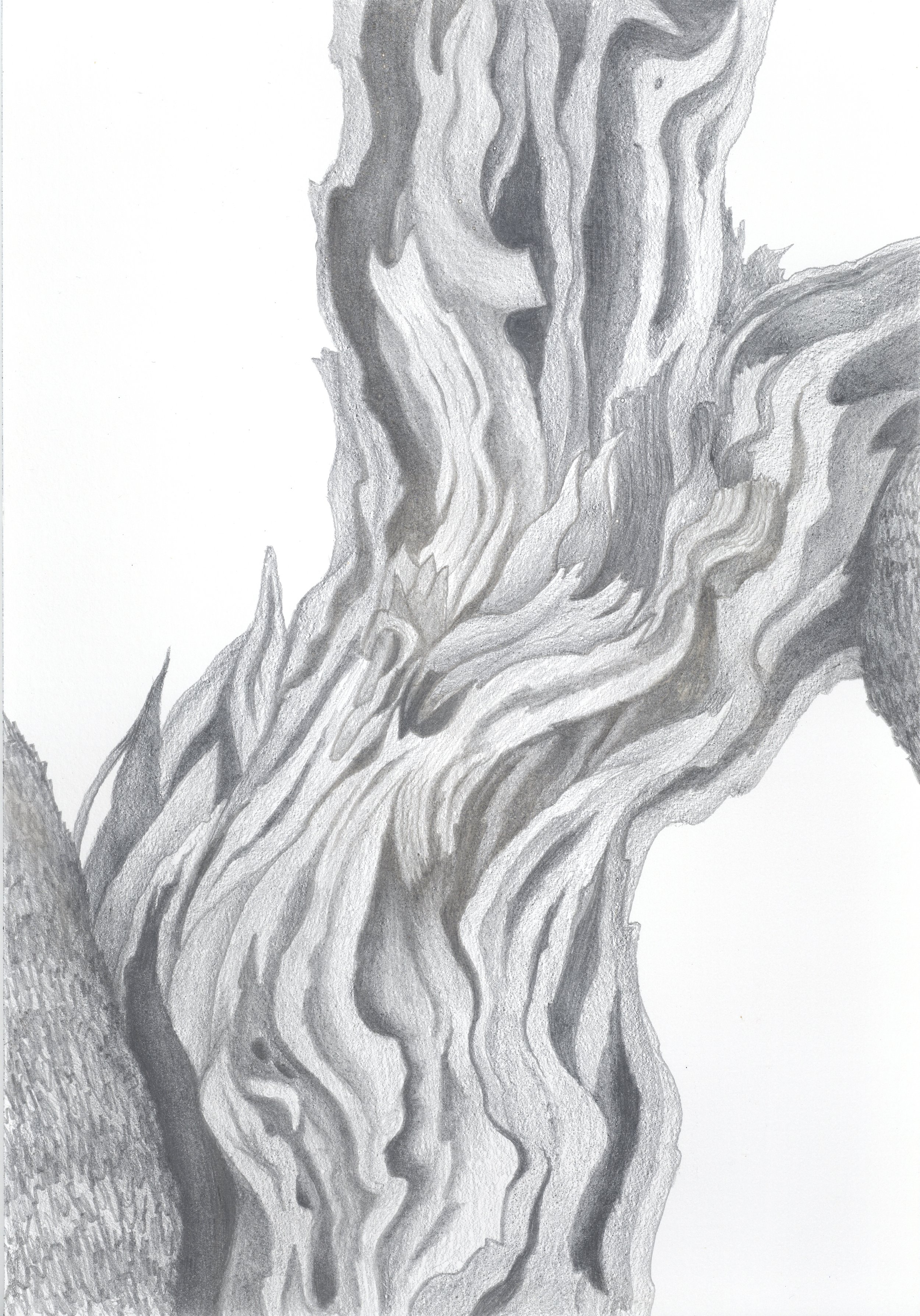 olea-europea-ii-jeannine-cook