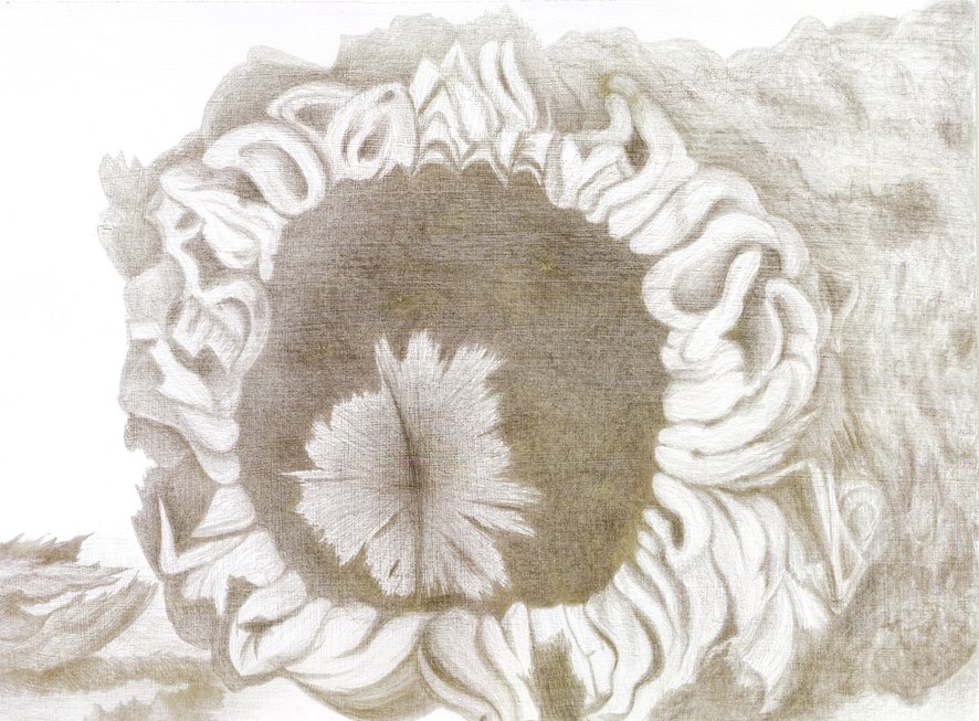 Cork Oak Core, Evora