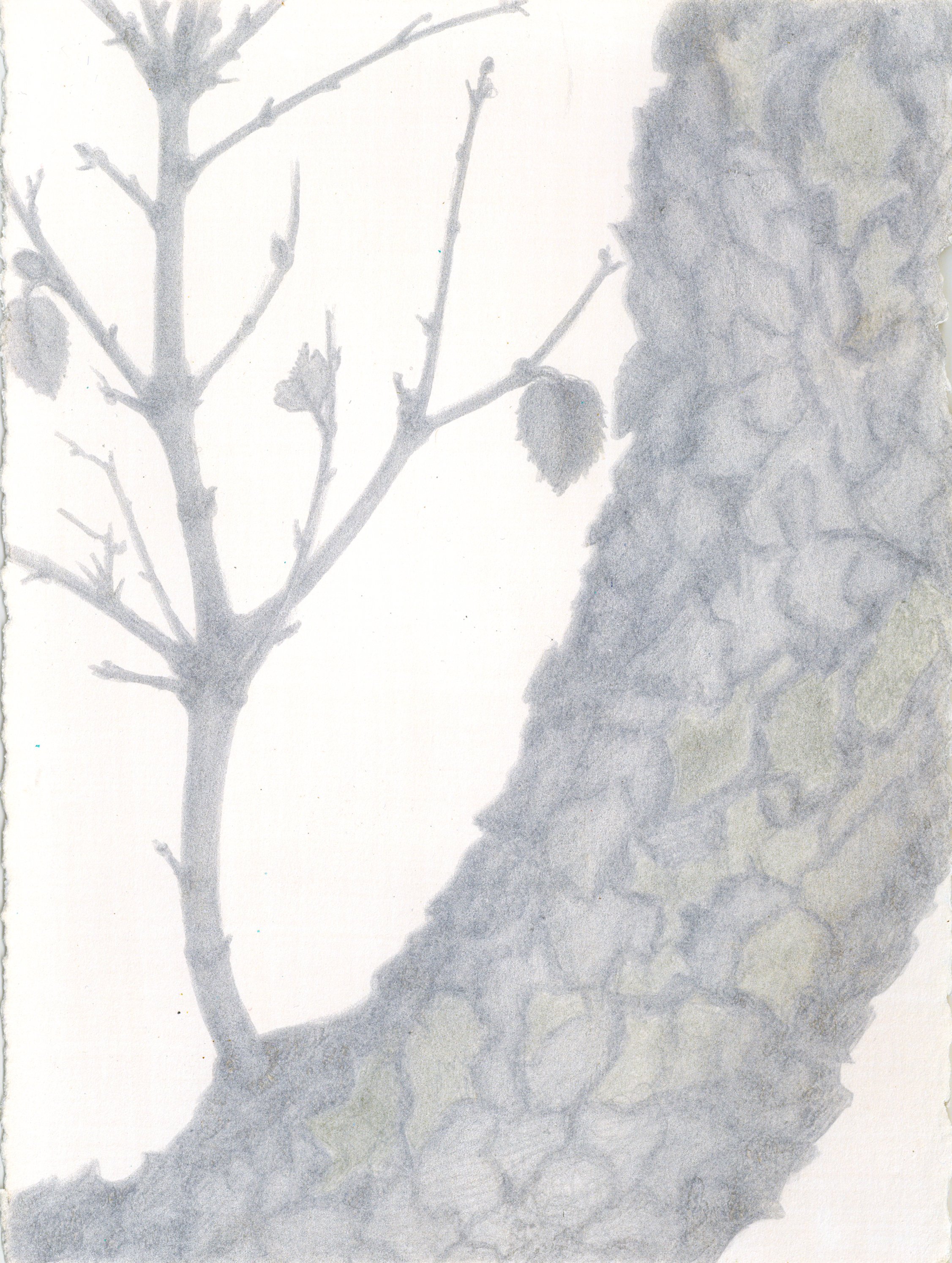 New Eneregies – Holm Oak (Joya)