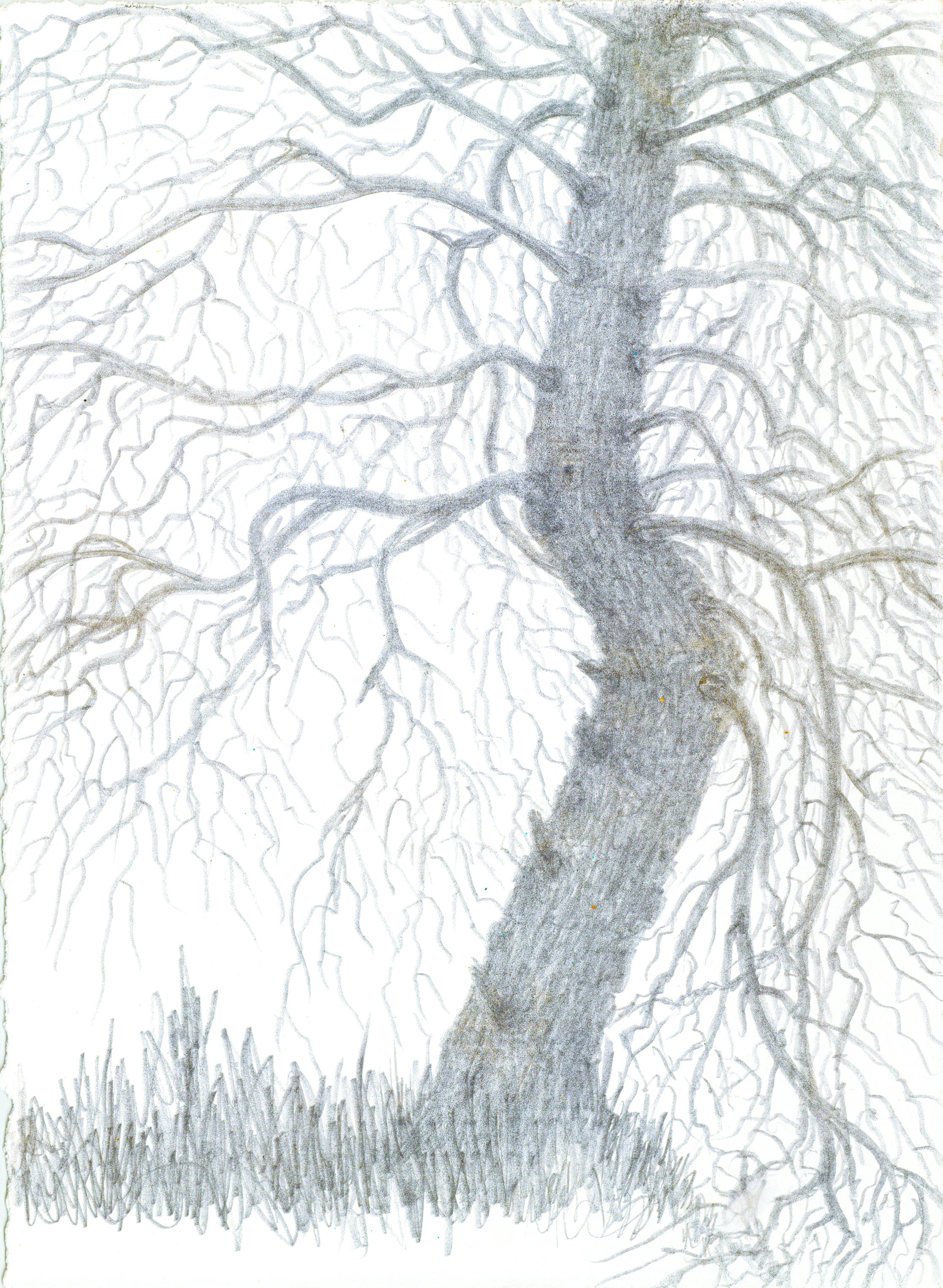 Pinus halopensis, Aleppo Pine (Joya)