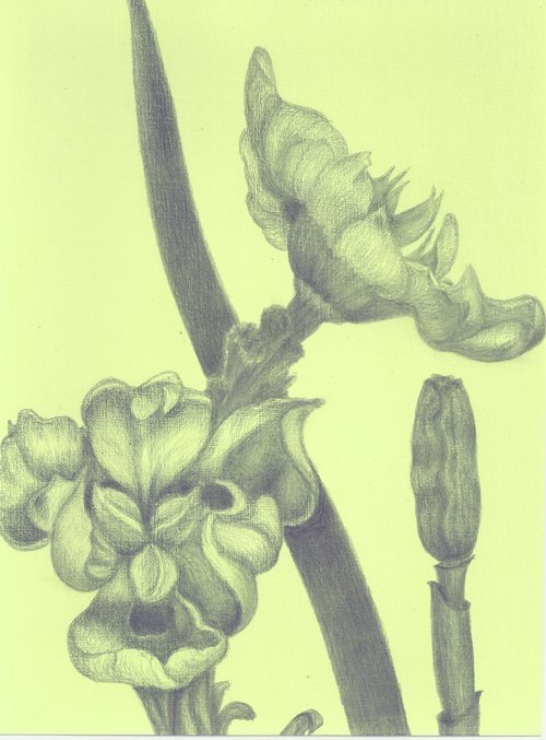 Dietes - African Iris