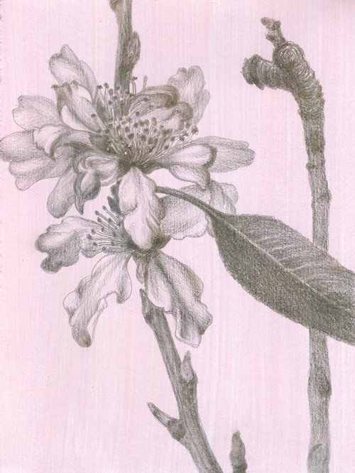 Promise of Spring - Almond Blossom