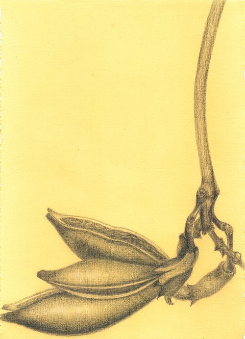 Seed Pod Simplicity