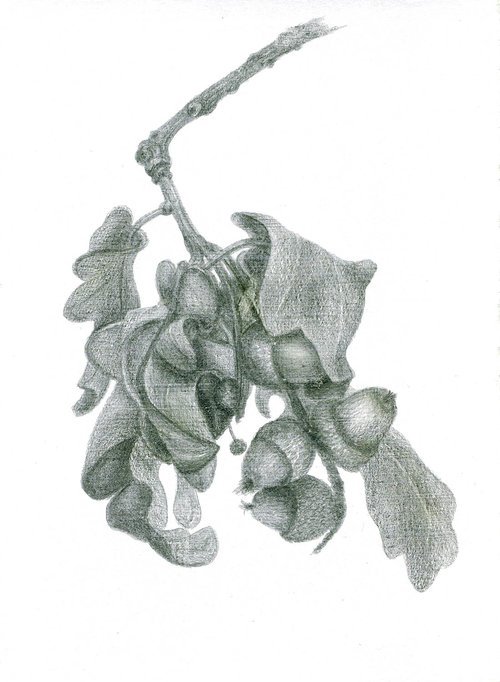 Acorn Time