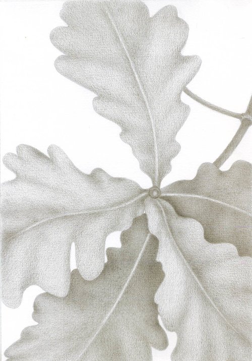 Future Growth – The Oaks