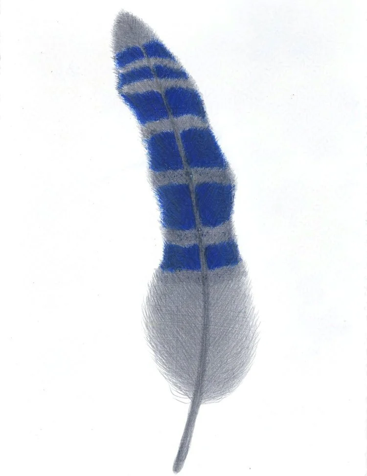 BlueJay Feather (Pluma de Arrendajo Azul)