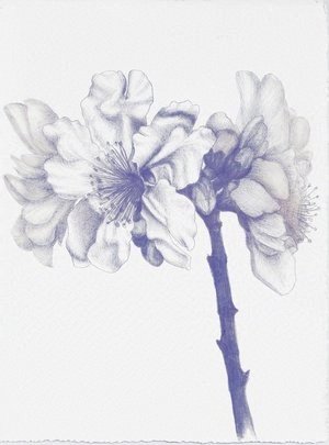 Almond Blossom March (Mallorca) 