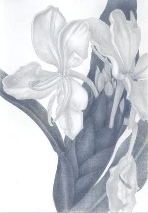 September Ginger Lilies, Palma