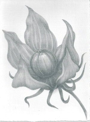 Vote for the Future - Hibiscus