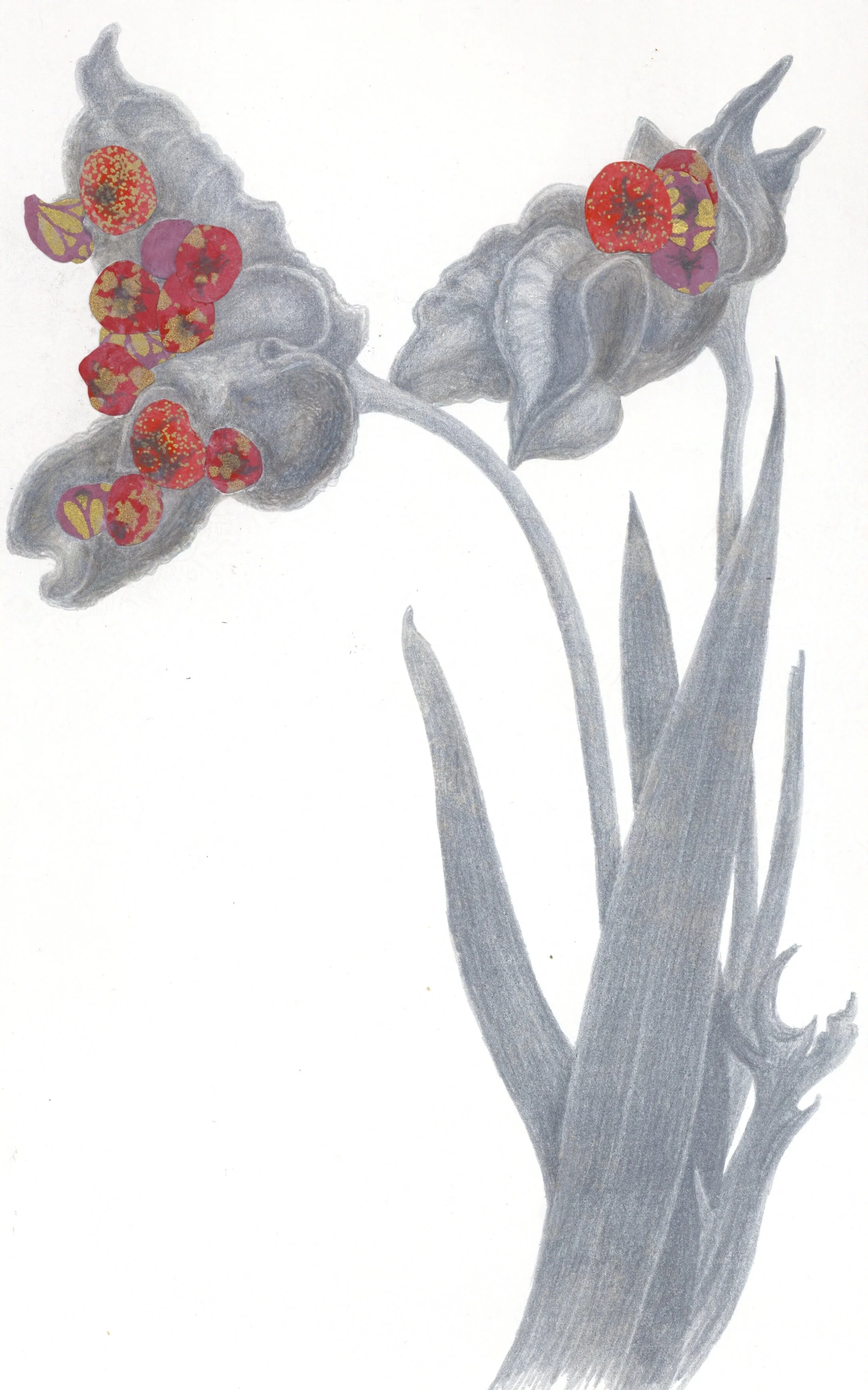 Iris Seeds at RUC