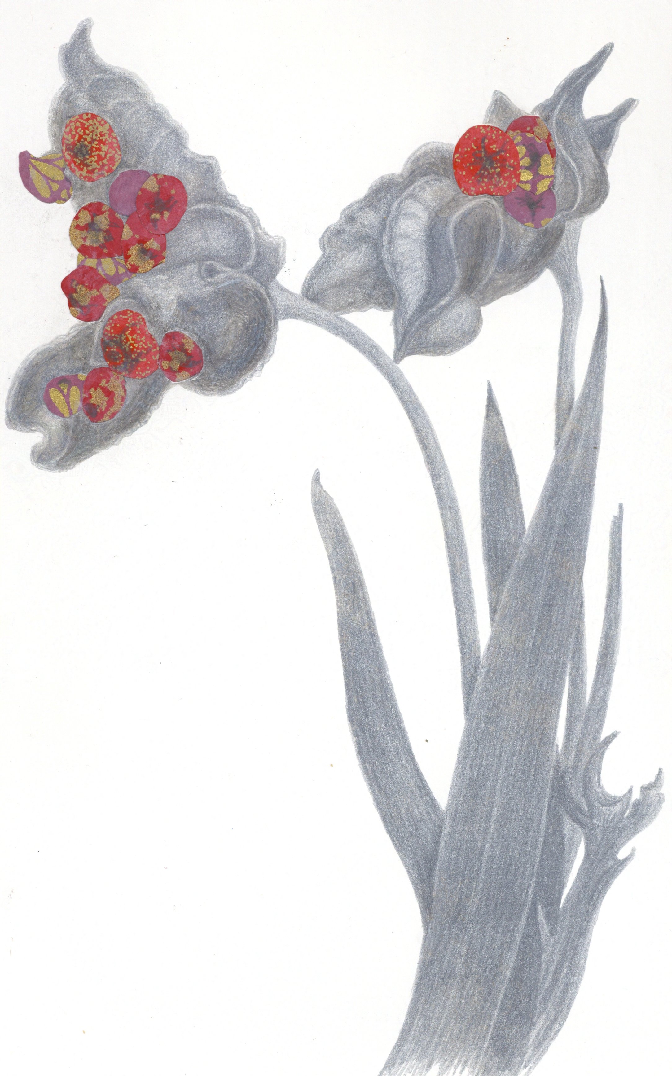 Iris Seeds at RUC  