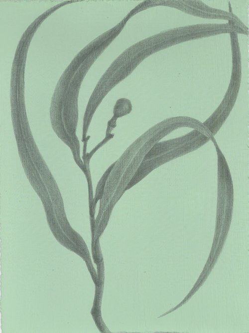 Eucalyptus Elegance 
