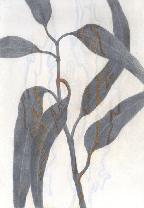 Paperbark Eucalyptus Traces 