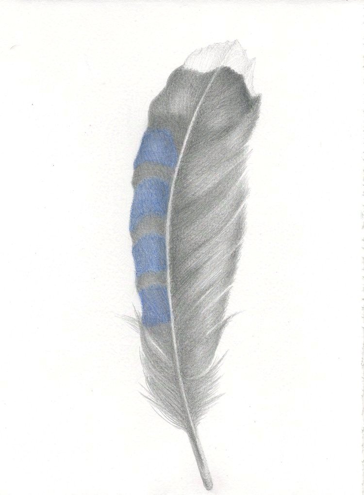 Blue Jay Feather (Pluma de Arrendajo Azul)  