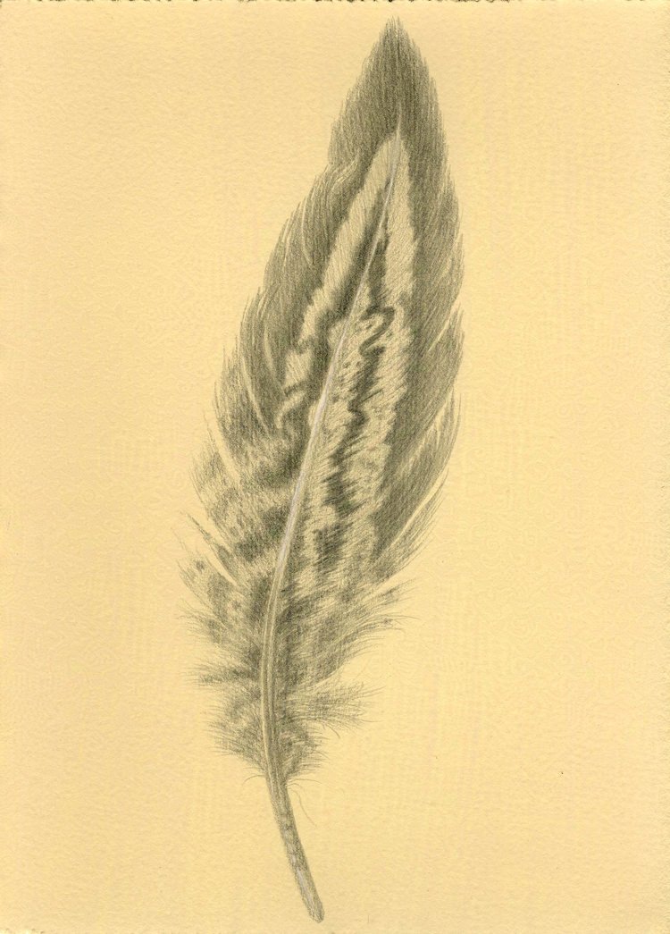 Pheasant Feather
