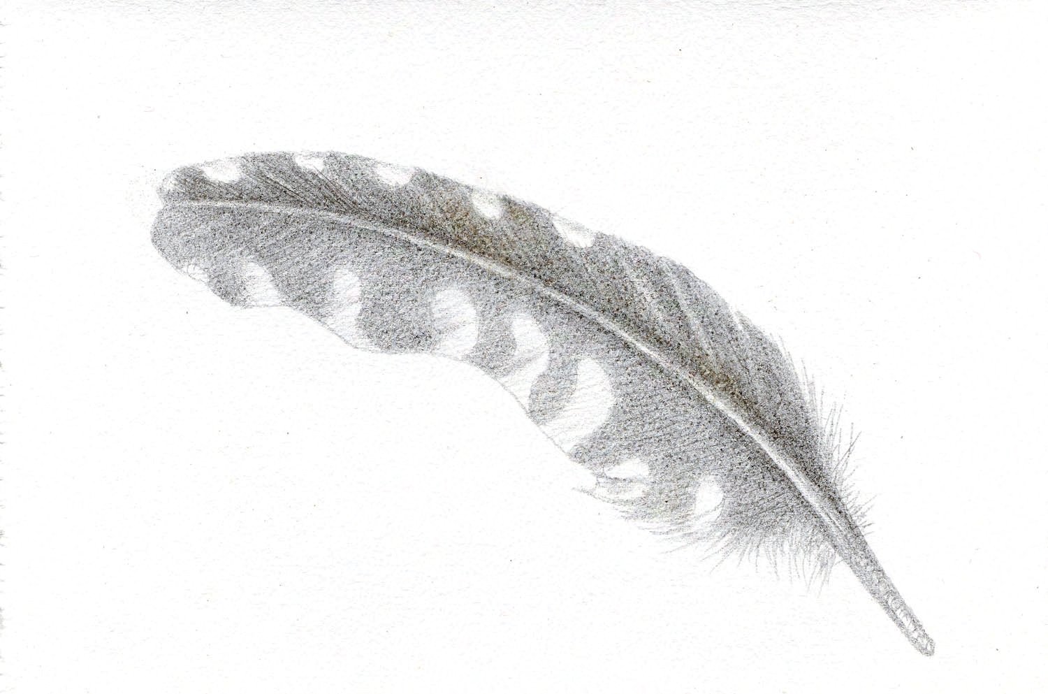 Plaisir de Plumes