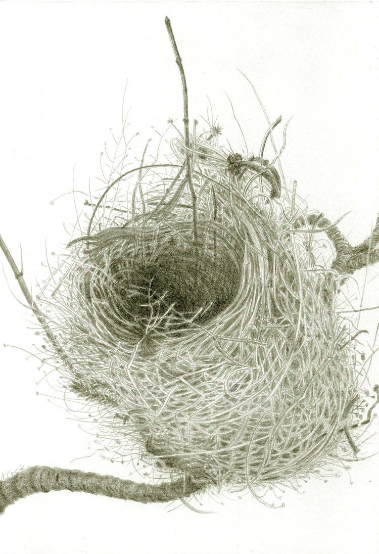 Warbler Weaving, Palma