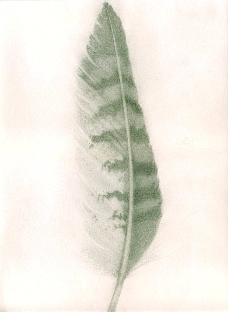 Tawny Owl Feather, Ariège