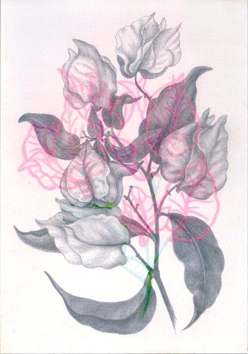 Bougainvillea, so Fragile, so Resilient