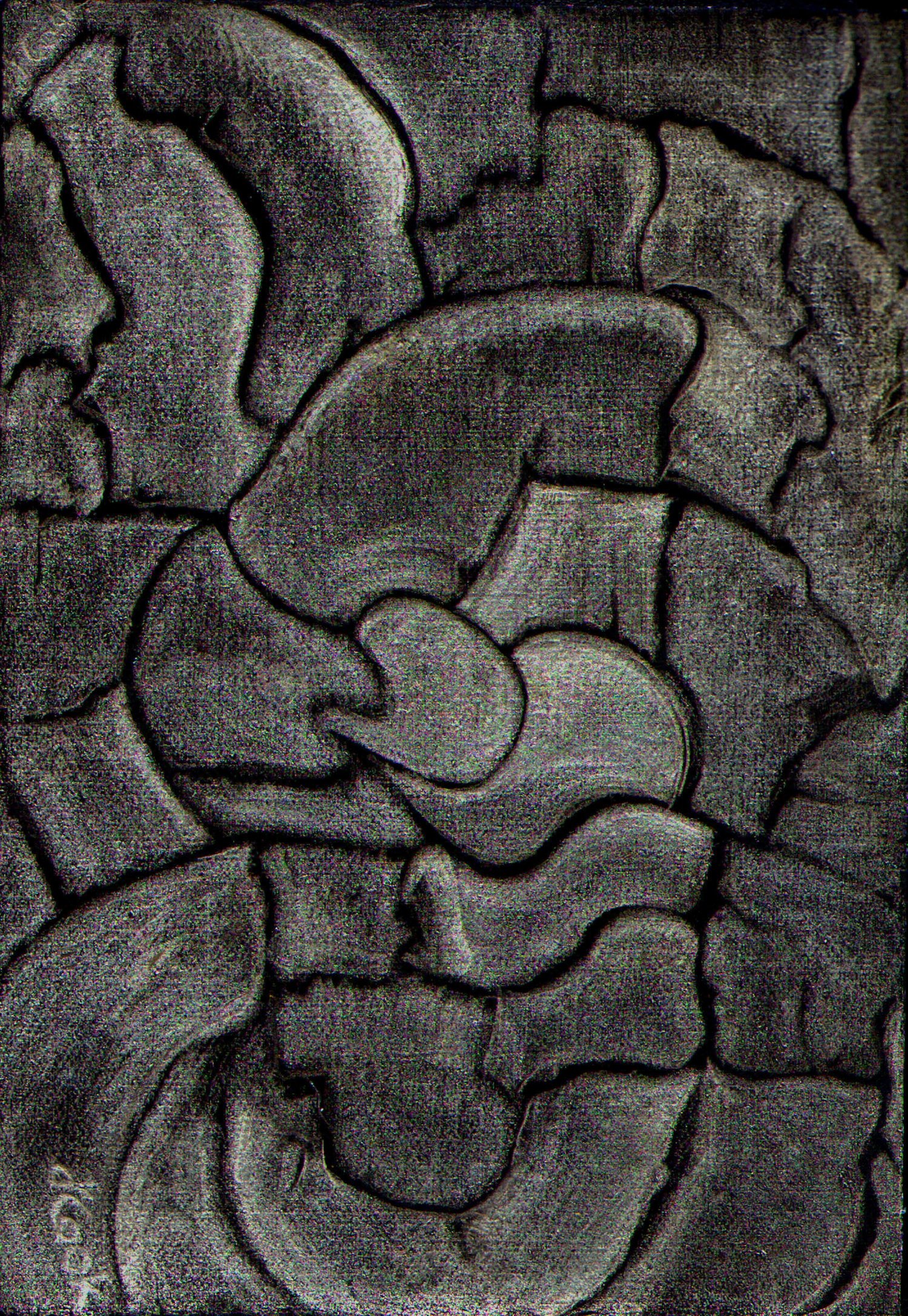 Balearica II, Carob Tree Bark