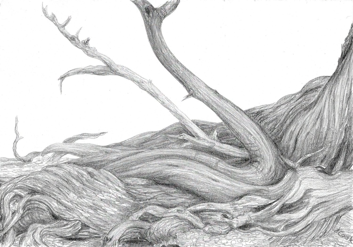 Cedar Convolutions