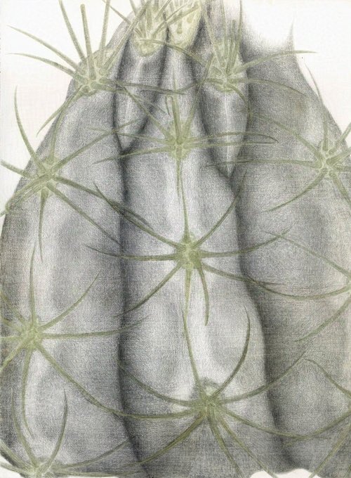 Fish Hook Cactus, Ferocactus emoryi