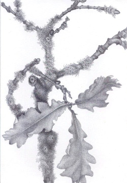 Autumnal Oak and Lichen