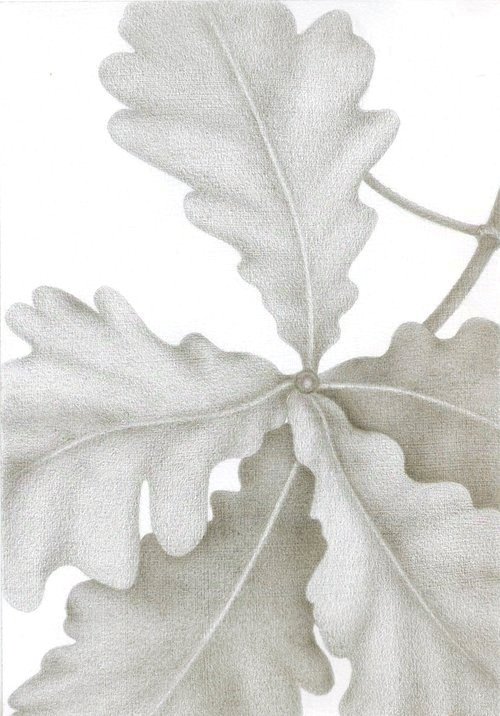 Future Growth – The Oaks