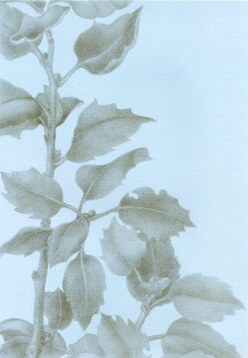 Cork Oak, Monte de Serralheira