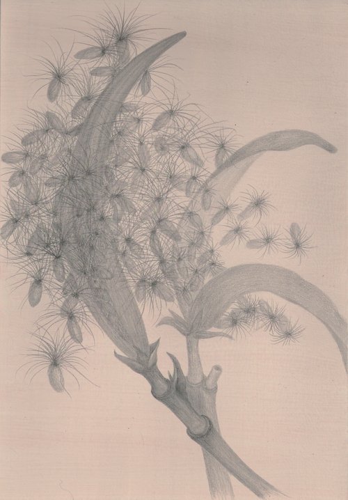 Oleander Seed Explosions  