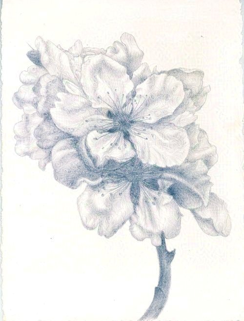 Almond Blossom February I (Mallorca)