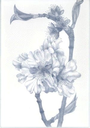 The Fullness of Spring – Almond Blossom   (Mallorca) 