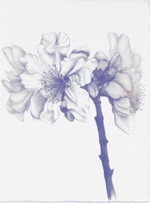 Almond Blossom March (Mallorca) 