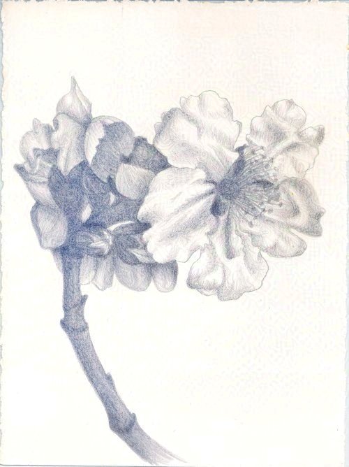 Almond Blossom February II (Mallorca)