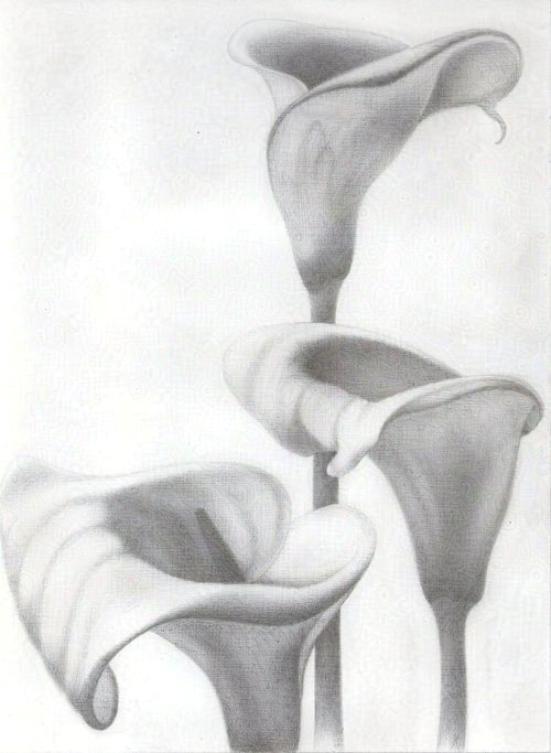 Confinement Calla Lilies 
