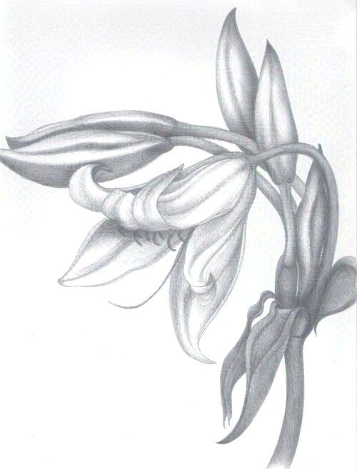 Crinum powellii alba  