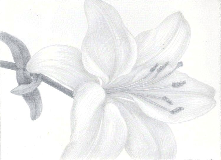 The White Lily 