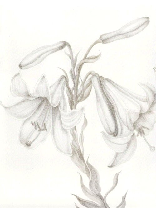 Azucena Regale Lilies