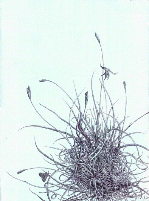 Tillandsia Recurvata Flowers