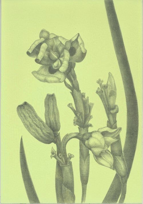 African Iris - Dietes  