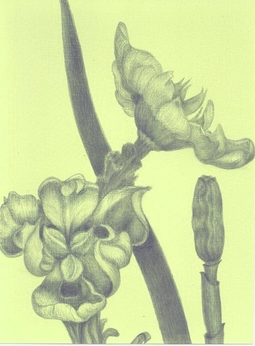 Dietes - African Iris