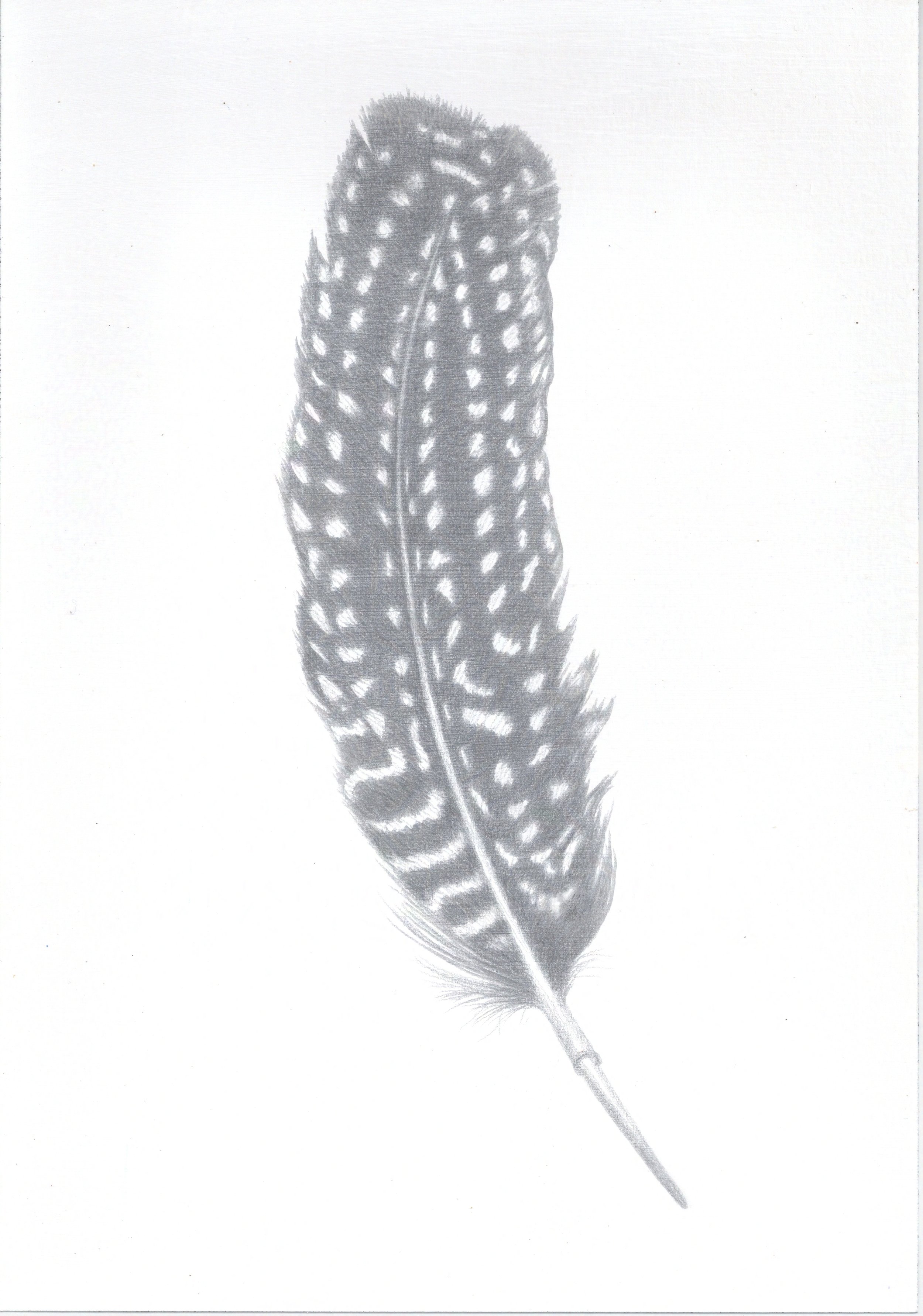 Guineafowl Feather - Margaret River  