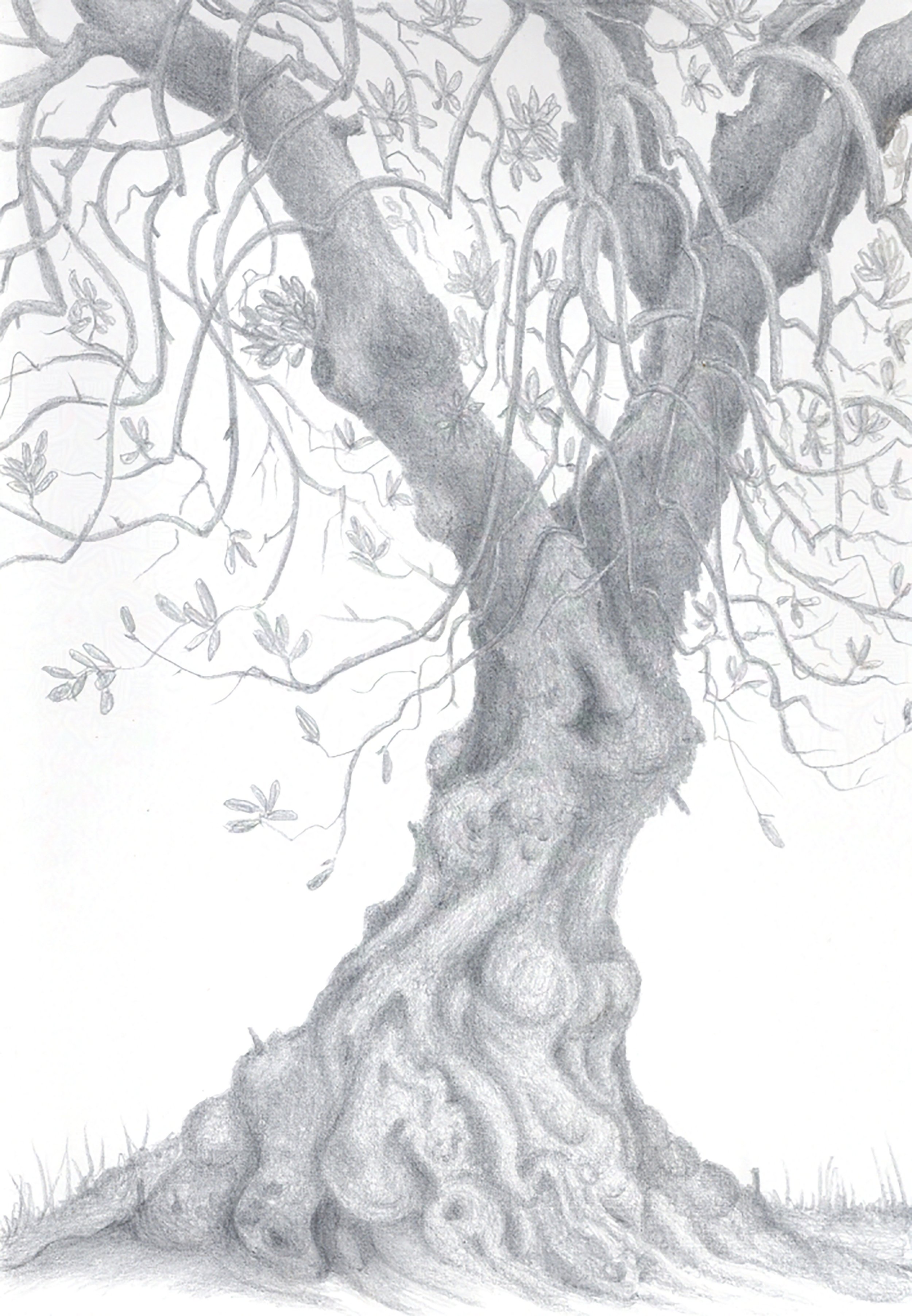 Castelas Olive, Les Baux de Provence  