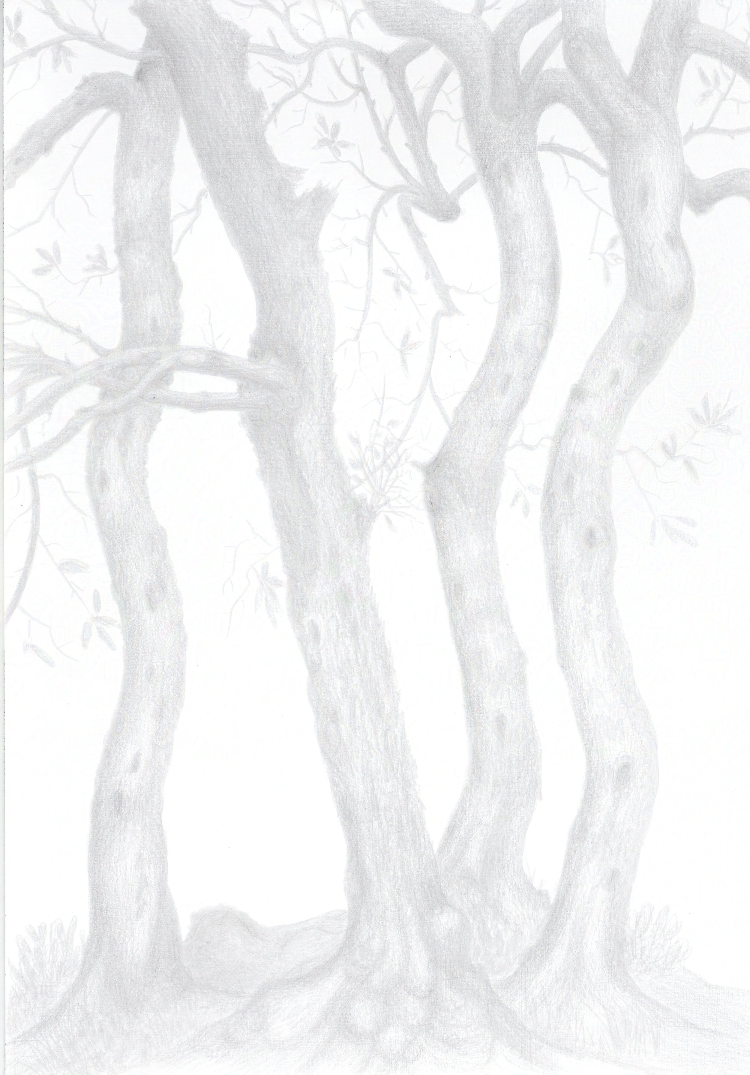 Olive Quartet platinumpt  G-1595-protected-intensity-DEFAULT-V2.jpg