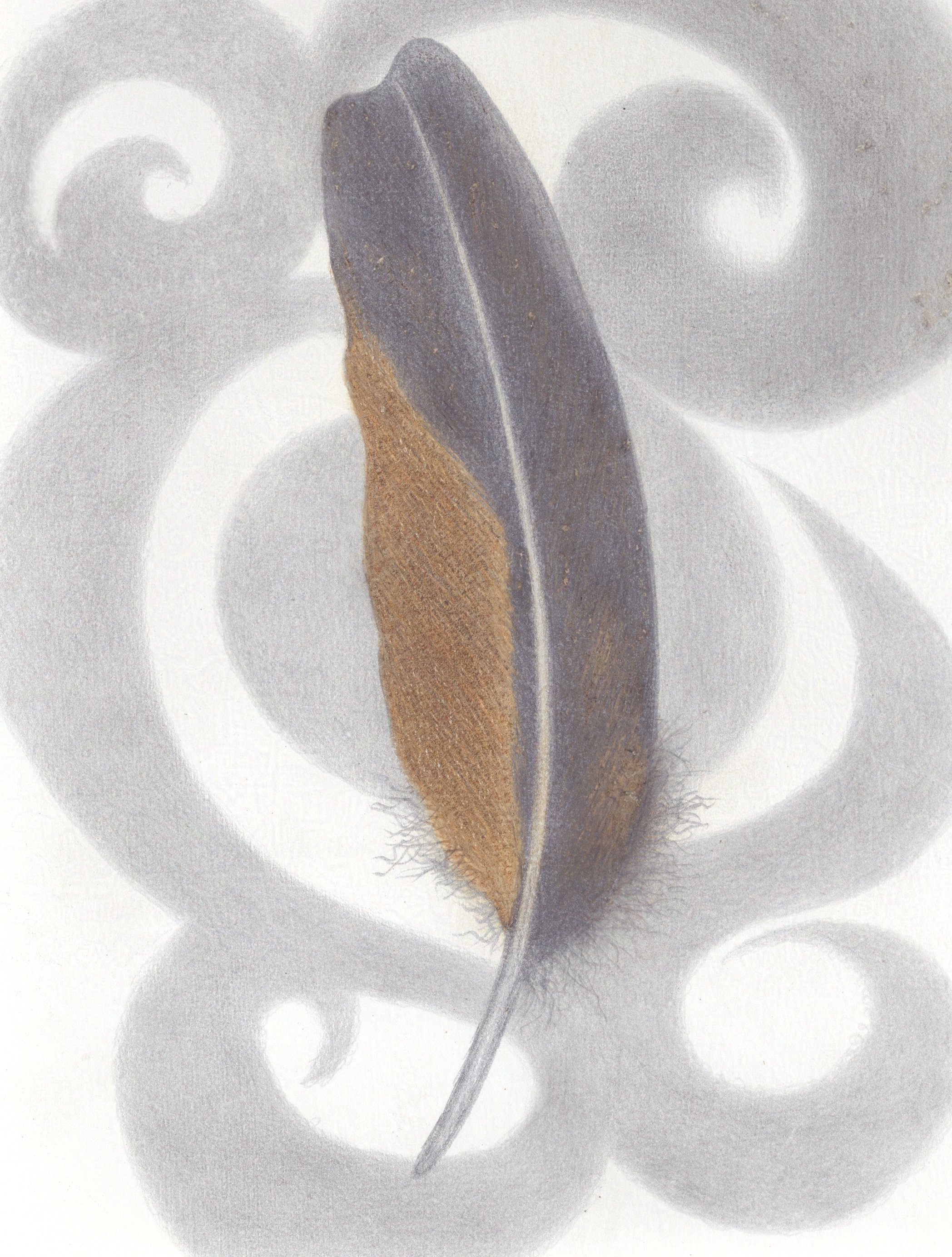 Gift from the Bronzewing Pigeon, Western Australia