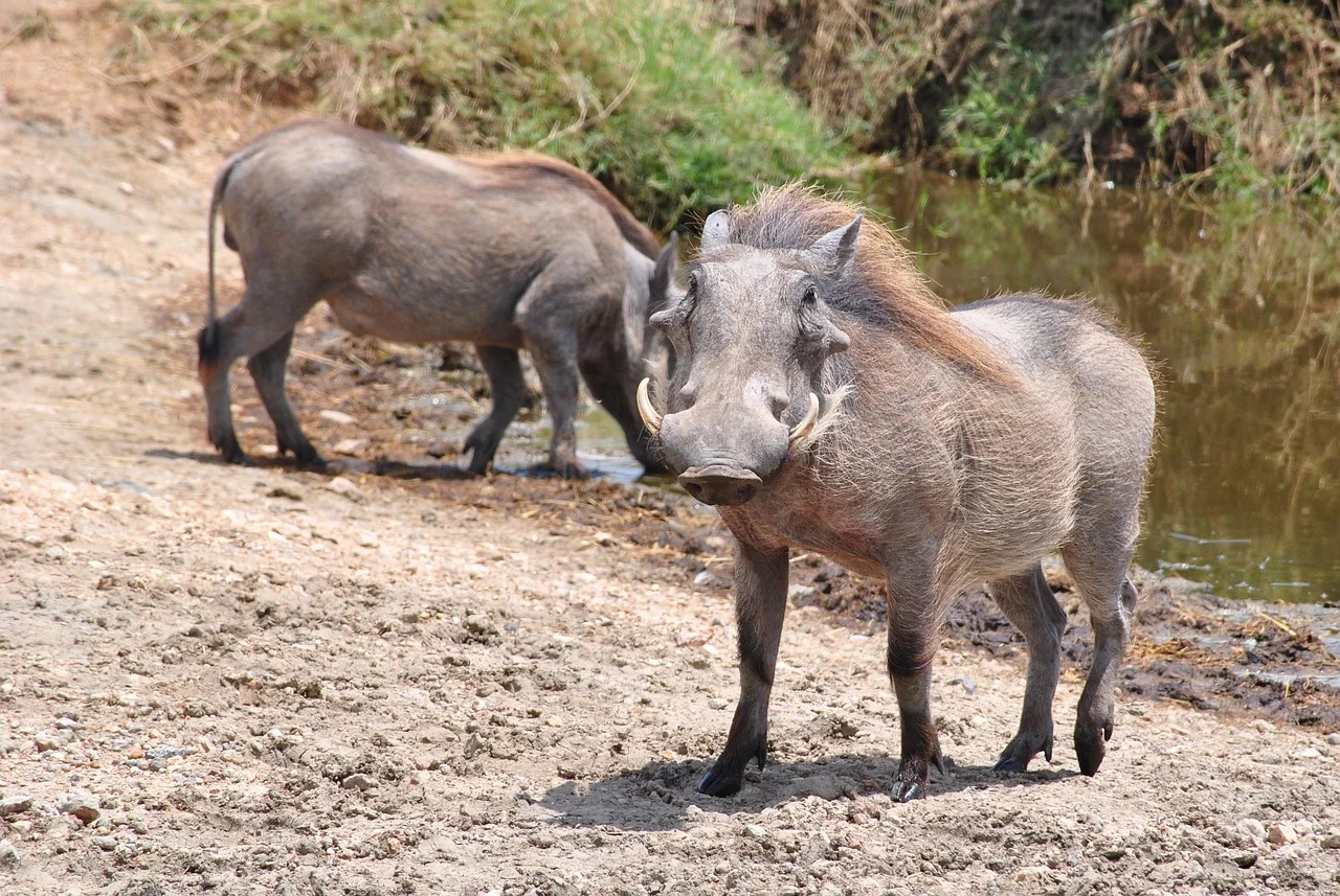 pumba-2011388_1280.jpg