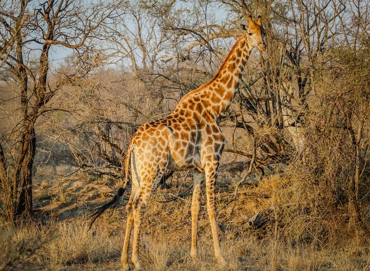 giraffe-1285209_1280.jpg