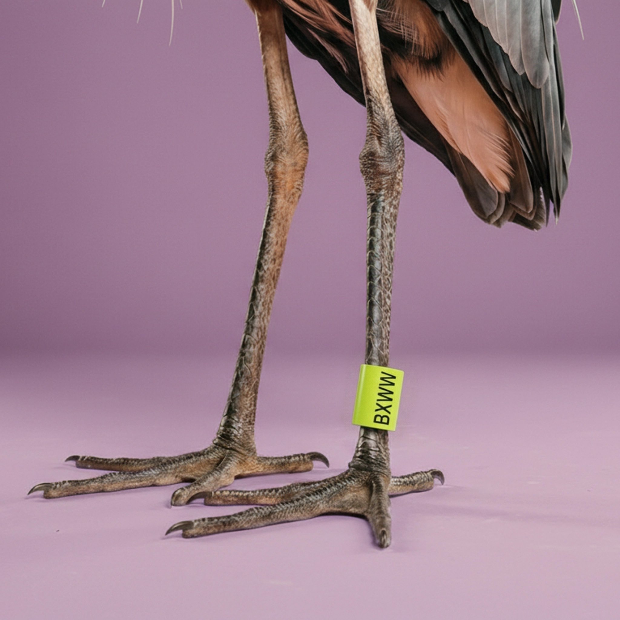 heron_2048.jpg